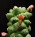 Monadenium ritchiei 2 syn. Euphorbia ritchiei.jpg